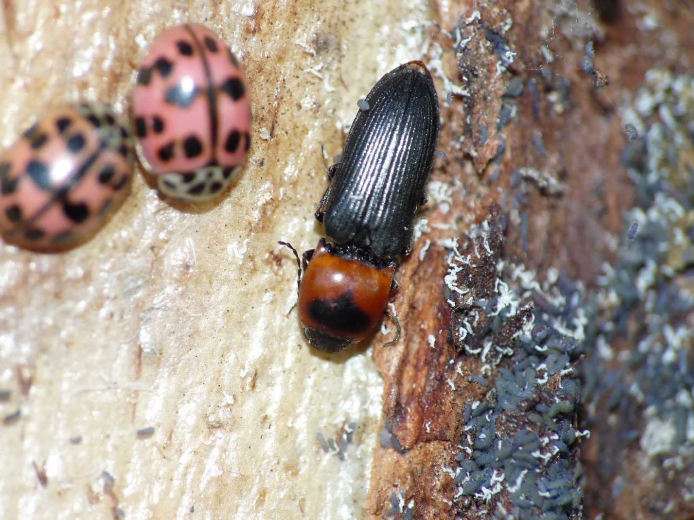 Cardiophorus sp.